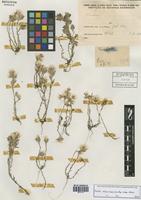 Facelis retusa (Lam.) Sch. Bip. [family ASTERACEAE]