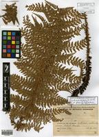 Polystichum chilense (H. Christ) Diels var. dusenii (C. Chr.) Looser ex R. Rodr. [family DRYOPTERIDACEAE]