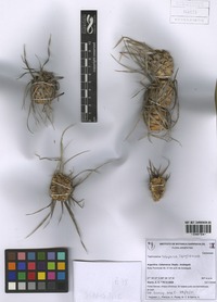 Tephrocactus halophilus (Speg.) Backeb. [family CACTACEAE]