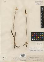 Isotype of Aa lorentzii Schltr. [family ORCHIDACEAE]