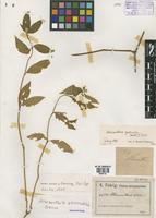 Isosyntype of Alternanthera adscendens Suess. [family AMARANTHACEAE]
