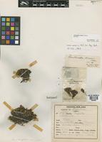 Isotype of Abrotanella diemii Cabrera [family ASTERACEAE]