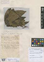 Isotype of Inga saltensis Burkart [family FABACEAE]