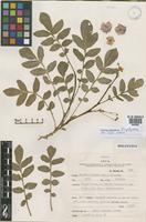 Holotype of Solanum x viirssoi K.A. Okada & A.M. Clausen [family SOLANACEAE]