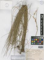 Paratype of Melica hunzikeri Nicora [family POACEAE]