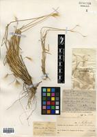 Hordeum comosum J. Presl [family POACEAE]