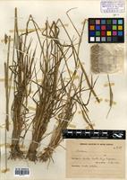 Hordeum stenostachys Godr. [family POACEAE]