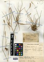 Hordeum stenostachys Godr. [family POACEAE]