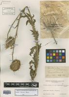 Carduus thoermeri Weinm. [family ASTERACEAE]