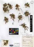 Rorippa nana (Schltdl.) J.F. Macbr. [family BRASSICACEAE]