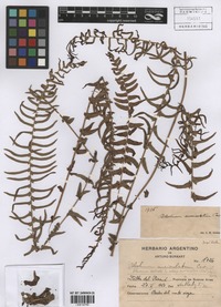 Blechnum australe L. subsp. auriculatum (Cav.) de la Sota [family BLECHNACEAE]