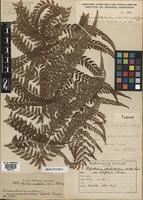 Holotype of Polystichum platyphyllum (Willd.) C. Presl [family DRYOPTERIDACEAE]