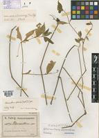 Isosyntype of Alternanthera adscendens Suess. [family AMARANTHACEAE]