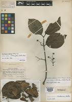 Isotype of Banisteriopsis inebrians C.V. Morton [family MALPIGHIACEAE]