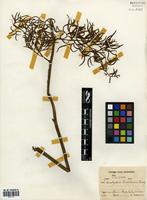 Ceratopteris thalictroides (L.) [family PTERIDACEAE]