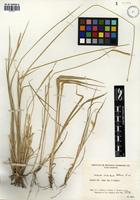 Hordeum cordobense Bothmer, Jacobsen & Nicora [family POACEAE]