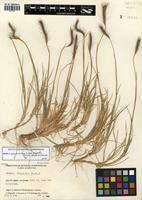 Hordeum pubiflorum Hook. f. subsp. halophilum (Griseb.) Baden & Bothmer [family POACEAE]