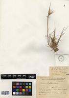 Hordeum lechleri (Steud.) Schenck [family POACEAE]