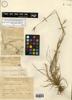 Hordeum pubiflorum Hook. f. subsp. halophilum (Griseb.) Baden & Bothmer [family POACEAE]