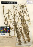 Hordeum stenostachys Godr. [family POACEAE]