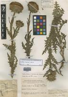 Carduus thoermeri Weinm. [family ASTERACEAE]
