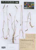 Hordeum muticum J. Presl [family POACEAE]