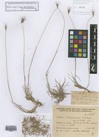 Hordeum pubiflorum Hook. f. subsp. halophilum (Griseb.) Baden & Bothmer [family POACEAE]