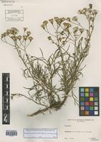 Senecio brasiliensis (Spreng.) Less. [family ASTERACEAE]