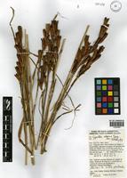 Cypella elegans Speg. [family IRIDACEAE]