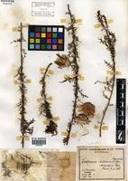 Centaurea chilensis Hook. & Arn. var. stenolepis Phil. [family ASTERACEAE]