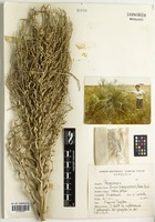 Butia paraguayensis (Barb. Rodr.) L.H. Bailey [family ARECACEAE]