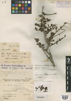 Isotype of Schinus johnstonii F.A. Barkley [family ANACARDIACEAE]