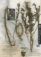 Isolectotype of Chenopodium ambrosioides L. subsp. burkartii Aellen [family CHENOPODIACEAE]