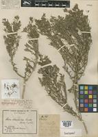 Isotype of Nolana werdermannii I.M. Johnst. [family NOLANACEAE]