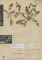 Isotype of Solanum acaule Bitt. [family SOLANACEAE]