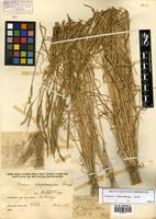 Hordeum stenostachys Godr. [family POACEAE]