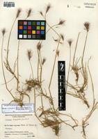 Hordeum pubiflorum Hook. f. subsp. halophilum (Griseb.) Baden & Bothmer [family POACEAE]
