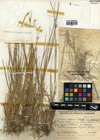 Hordeum procerum Nevski [family POACEAE]