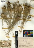 Hordeum stenostachys Godr. [family POACEAE]