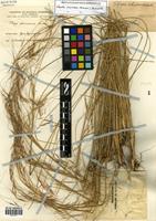 Nassella charruana (Arechav.) Barkworth [family POACEAE]