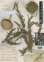 Carduus thoermeri Weinm. [family ASTERACEAE]