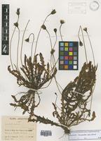 Leontodon taraxacoides (Vill.) Mérat [family ASTERACEAE]