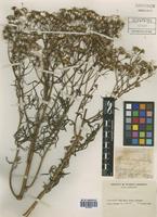 Senecio brasiliensis (Spreng.) Less. [family ASTERACEAE]