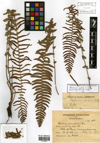 Blechnum australe L. subsp. auriculatum (Cav.) de la Sota [family BLECHNACEAE]