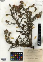 Noticastrum diffusum (Pers.) Cabrera [family ASTERACEAE]