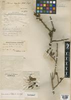 Isotype of Schinus marchandii F.A. Barkley [family ANACARDIACEAE]