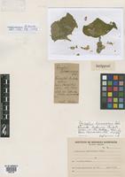 Isotype of Phaseolus harmsianus Diels [family FABACEAE]