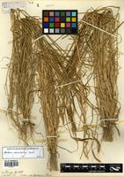 Hordeum stenostachys Godr. [family POACEAE]