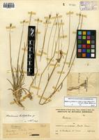 Hordeum pubiflorum Hook. f. subsp. halophilum (Griseb.) Baden & Bothmer [family POACEAE]