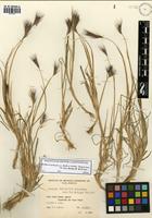 Hordeum pubiflorum Hook. f. subsp. halophilum (Griseb.) Baden & Bothme [family POACEAE]